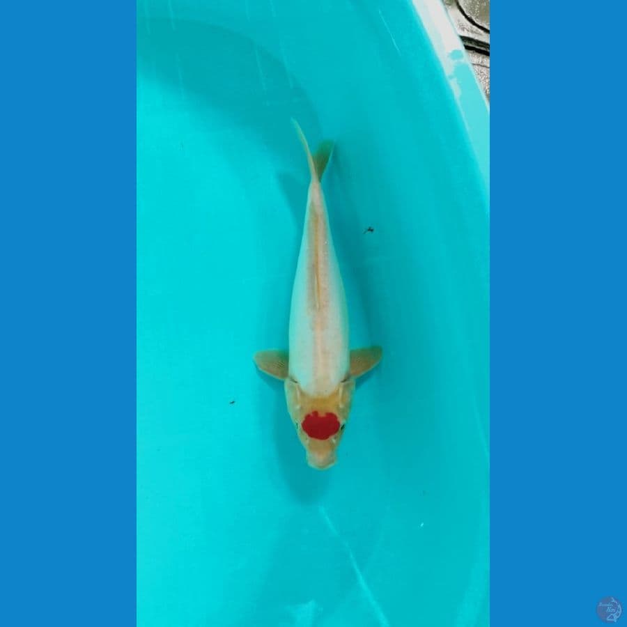 tancho 33cm