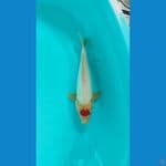 tancho 33cm