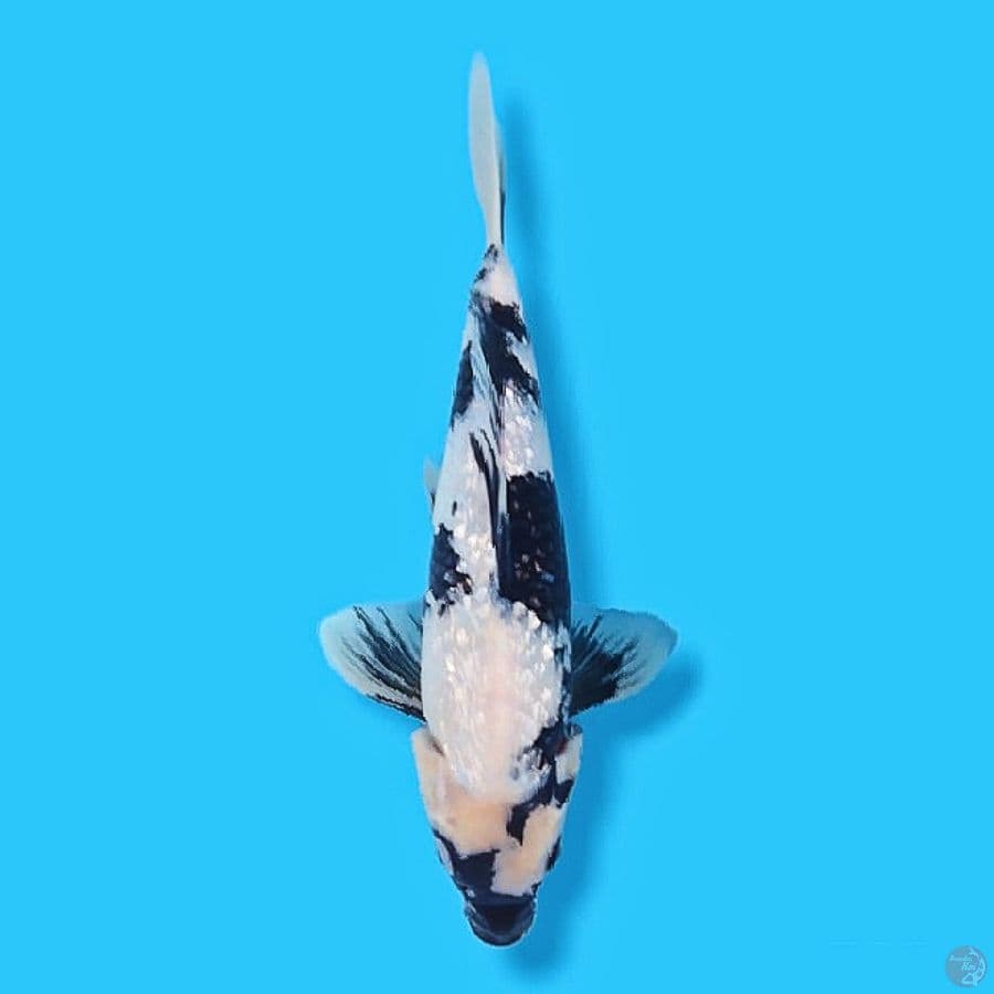 kingindrin C SQ 30 Male