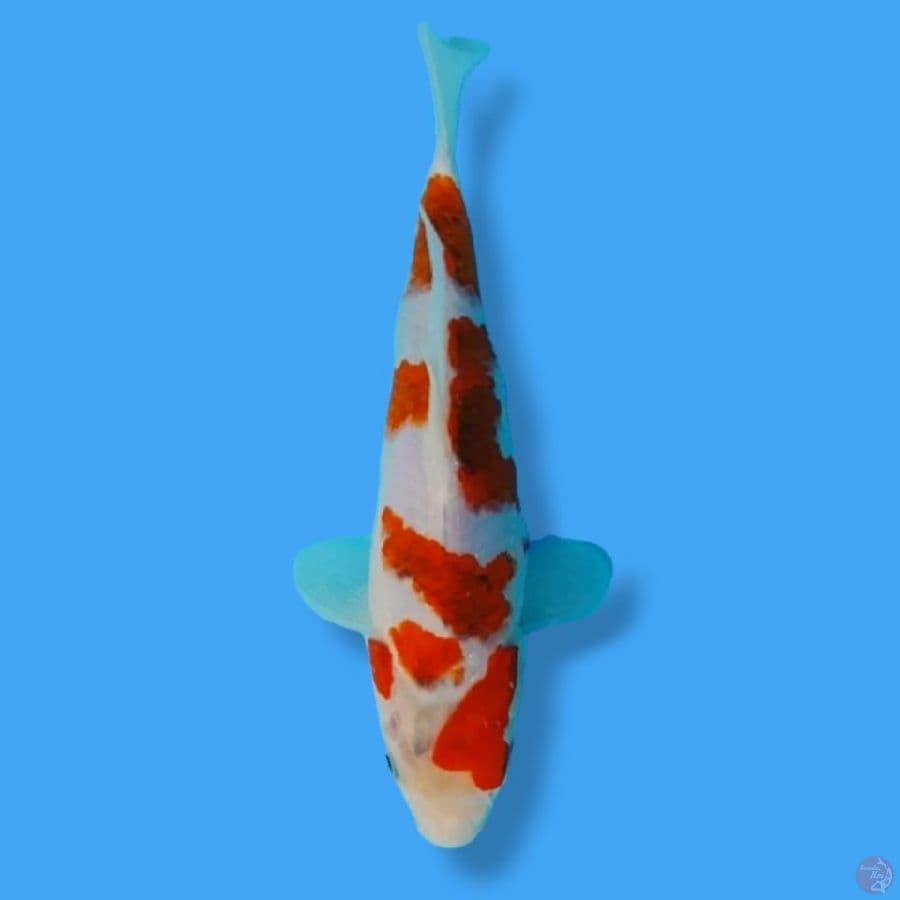 Aigoromo SQ 20 Male