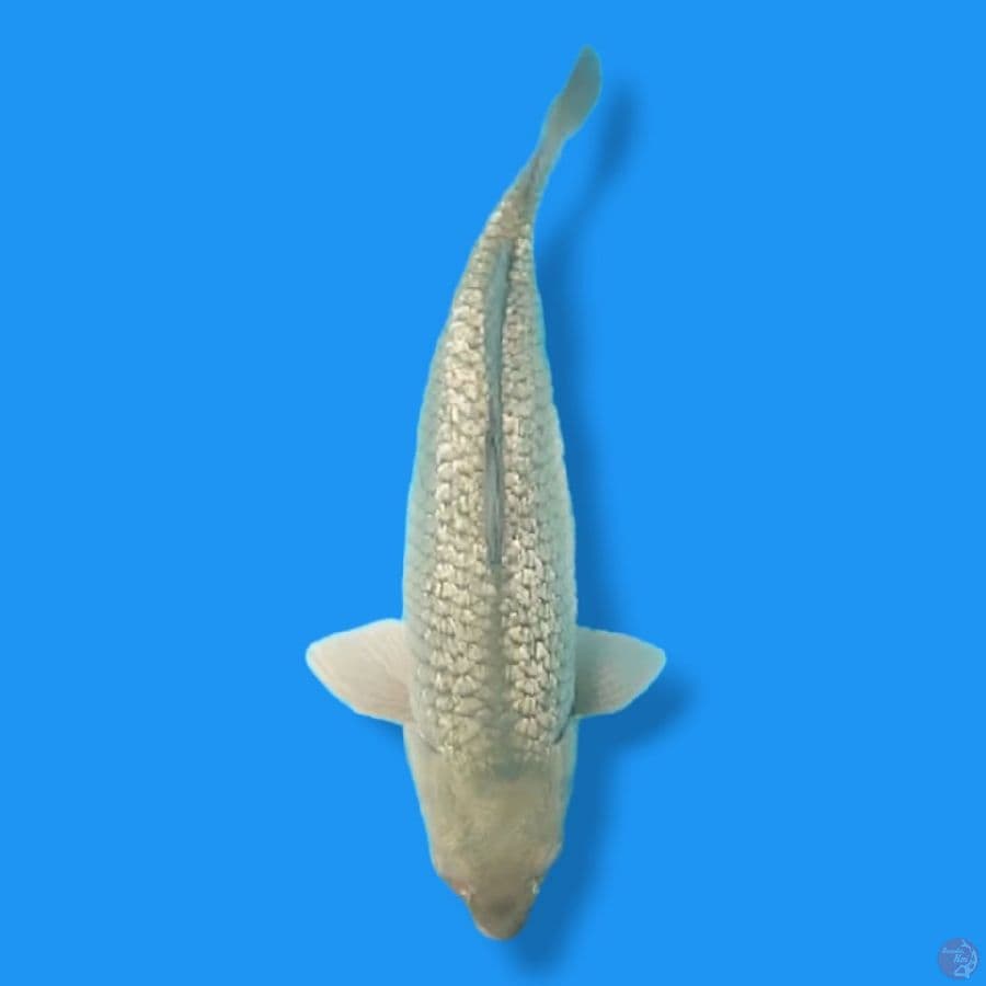 Gindrin 45 Female