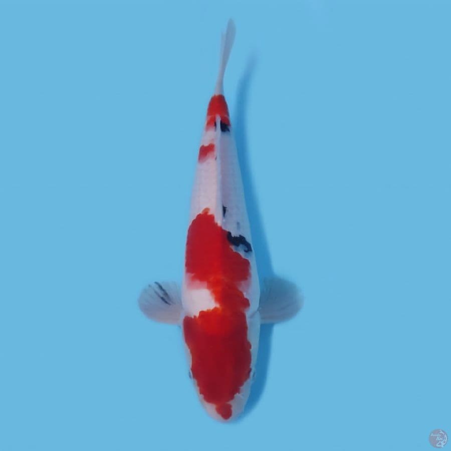 SANKE RED STRONG 30CM - MALE 