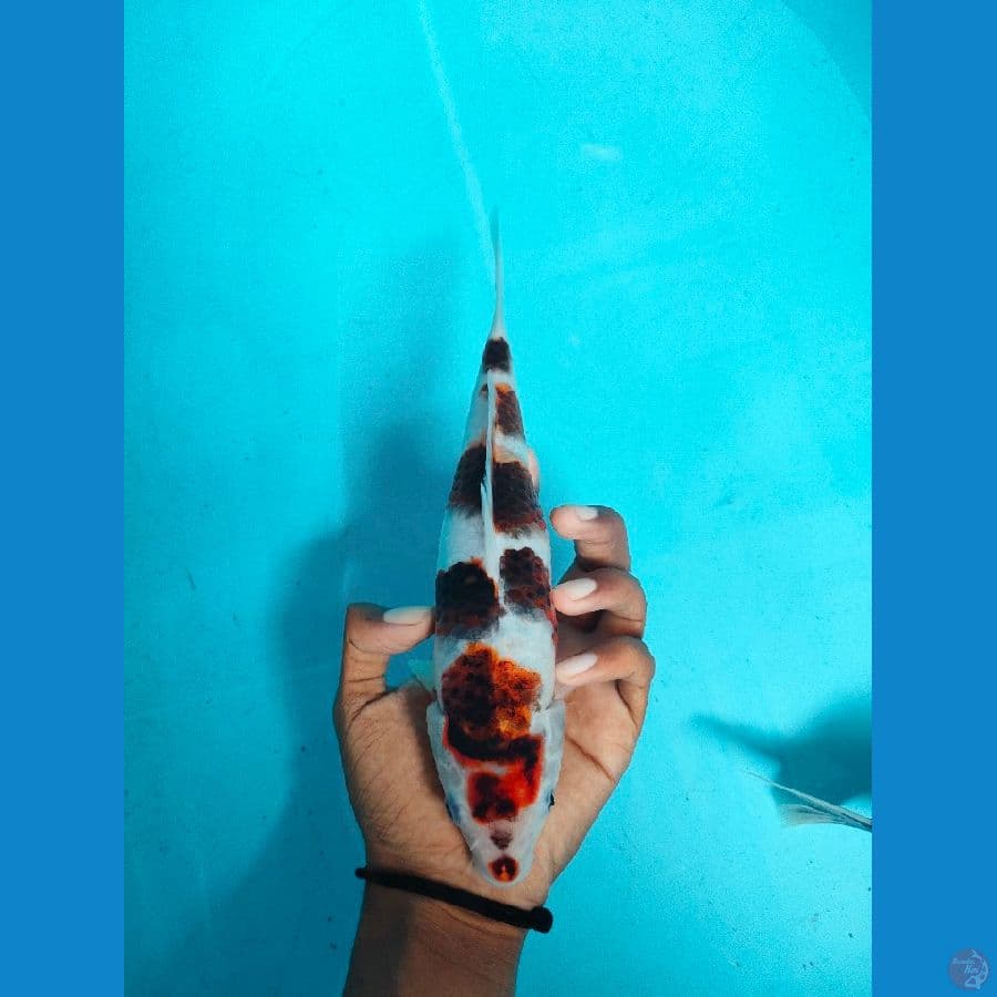 Ready Bahan keep 26cm-Male