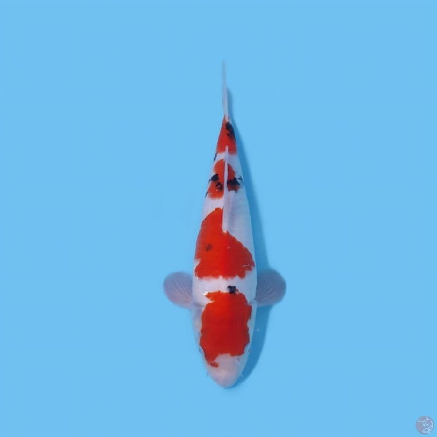 SANKE 34CM - MALE