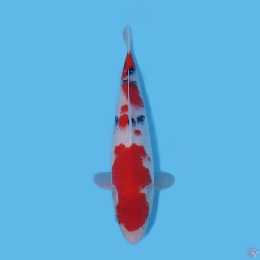 SANKE 30CM - FEEMALE