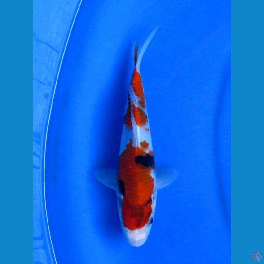 Showa F1 , 18 cm