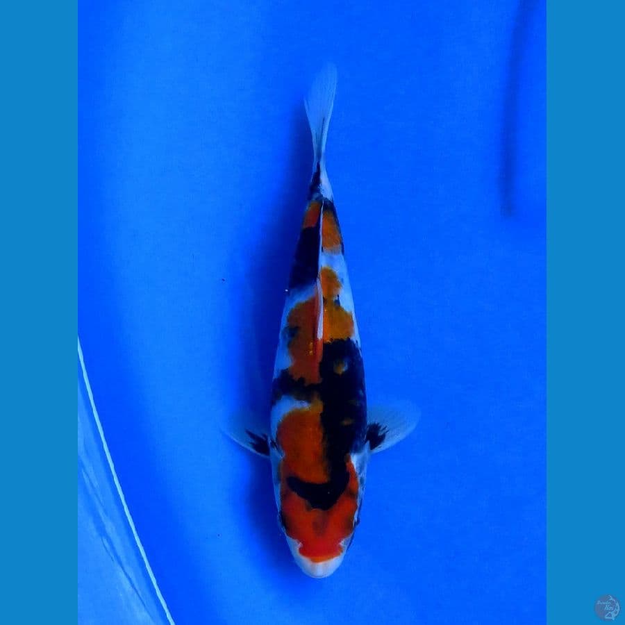 20cm , Showa Tategoi F1
