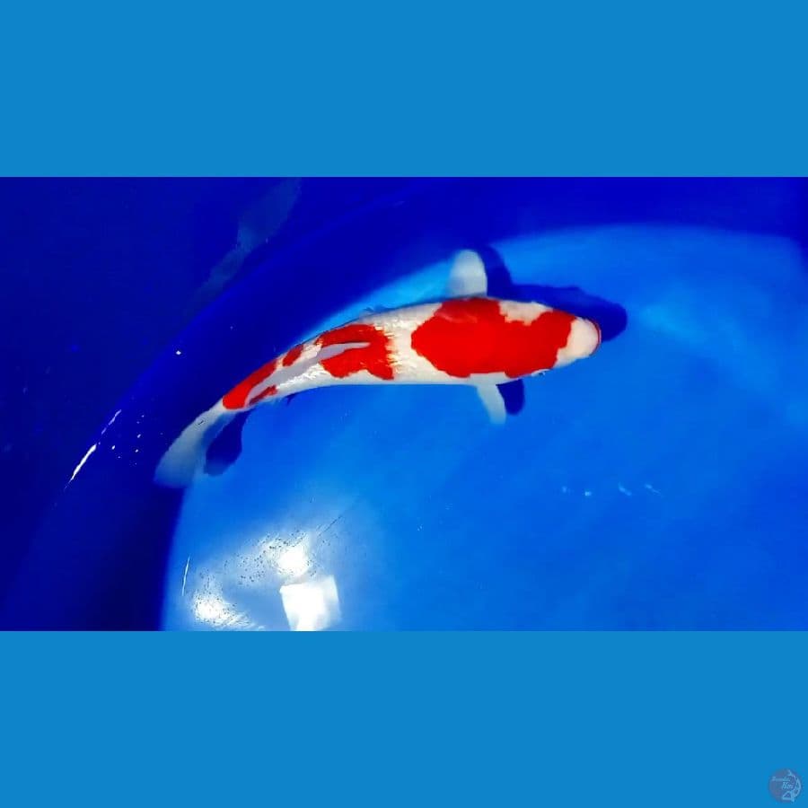 kohaku ginrin 31 cm male 