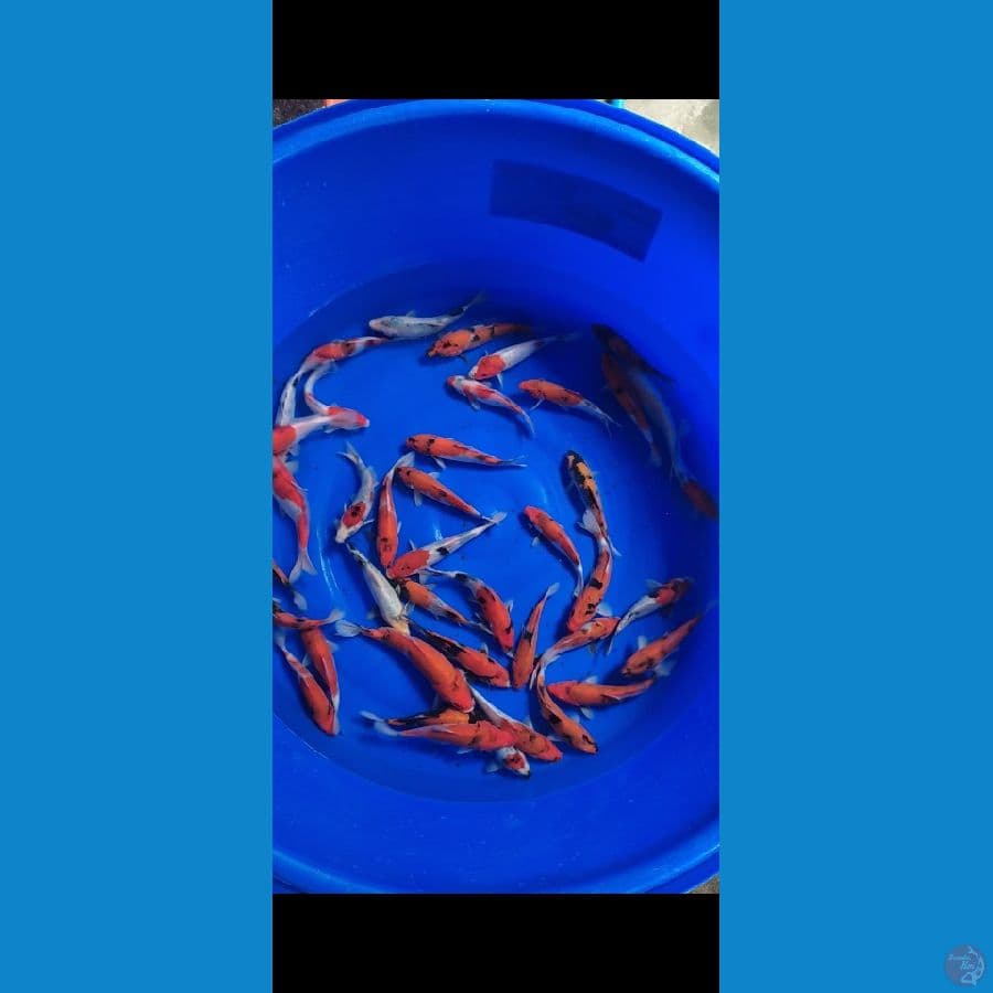 showa 15-20cm 40 ekor
