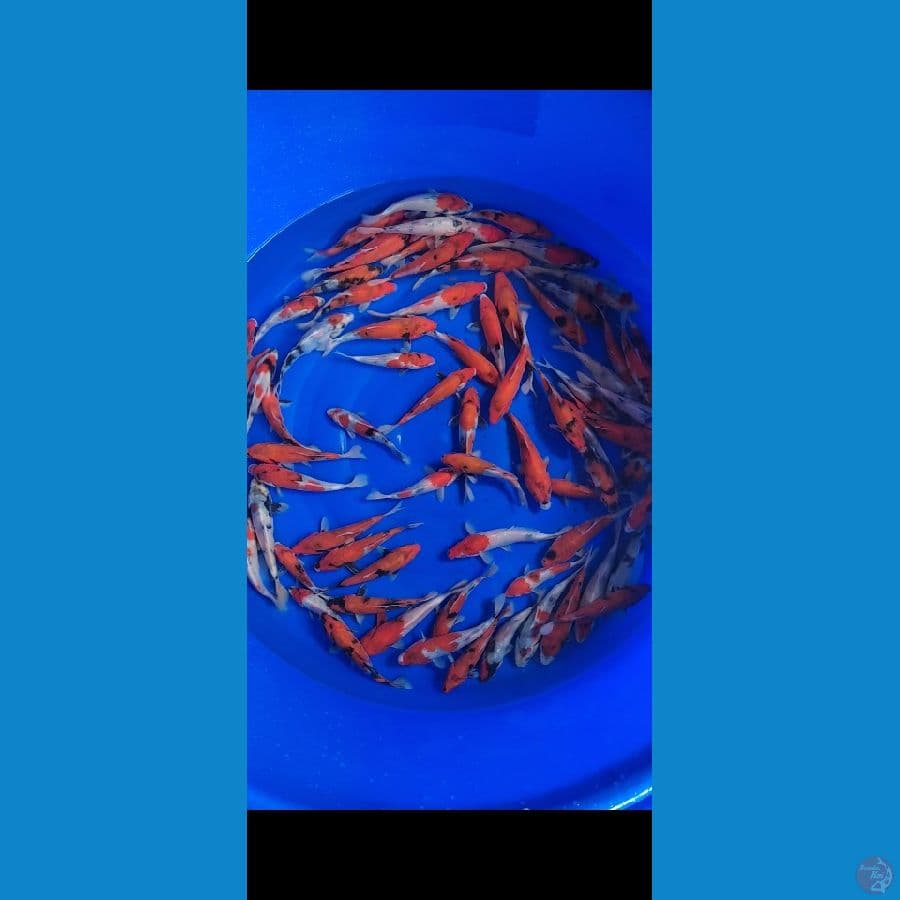 showa 15-20cm 70 ekor