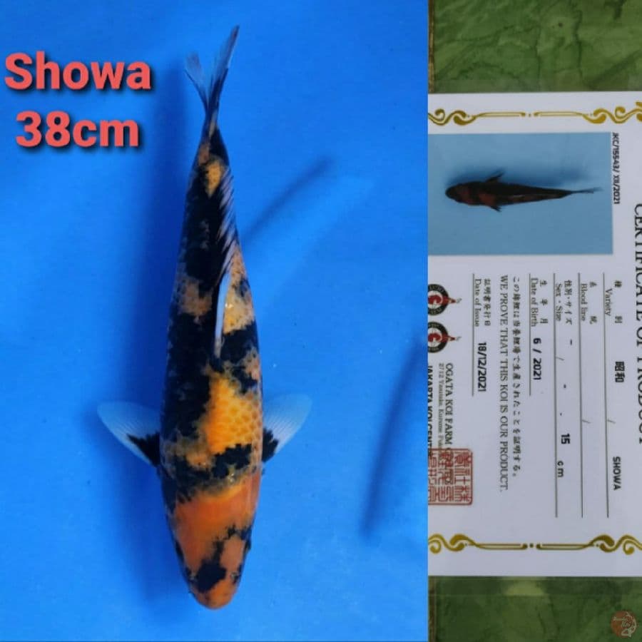 OGATA SHOWA 38CM