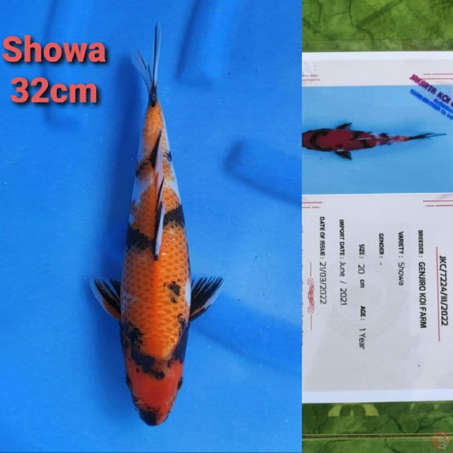 GENJIRO SHOWA 32CM