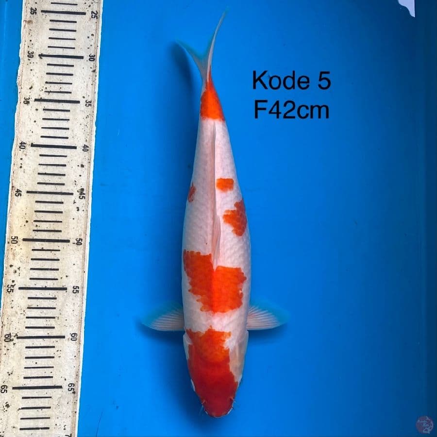 KOHAKU 42cm Female