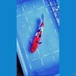 SANKE DOITSU SQ 29 CM MALEE