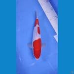 KOHAKU DOITSU HQ 25 CM 