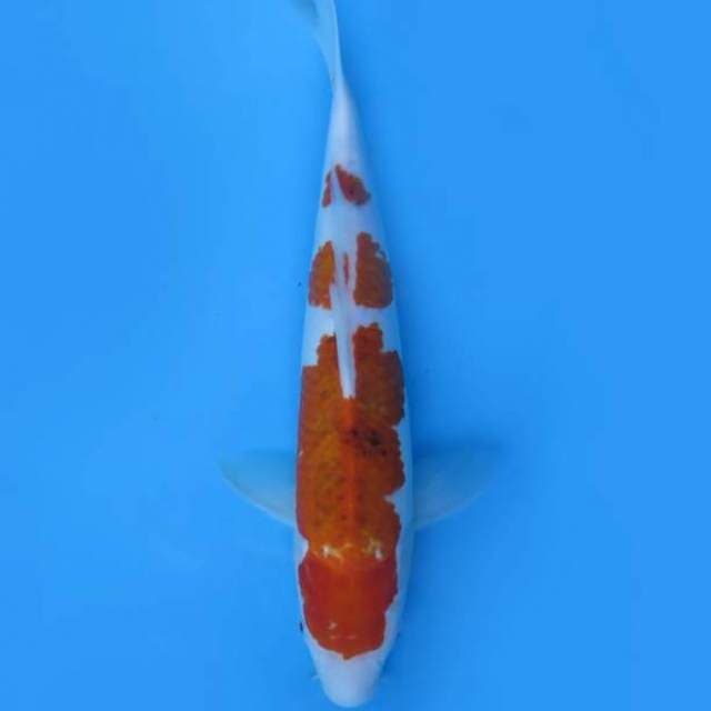 Aigoromo 33 cm
