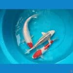 asnawi koi