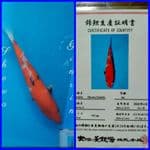 Showa Ginrin 34cm Import Dainichi