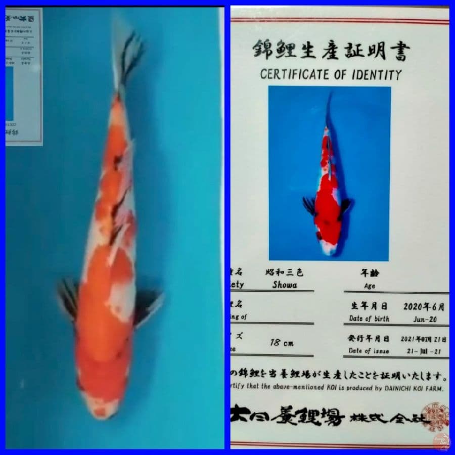 Showa 36cm Import Dainichi