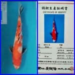 Showa 36cm Import Dainichi