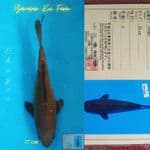 Chagoi 37 cm Import Yamasan