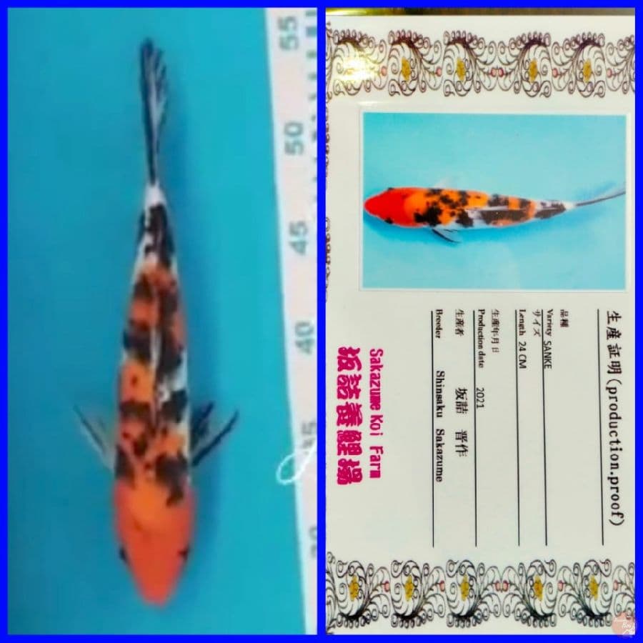 Sanke 27 cm Import SAKAZUME