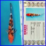 Sanke 27 cm Import SAKAZUME