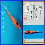 SANKE 27cm Import IZUMIYA