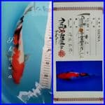 Showa 32 cm Import ISA
