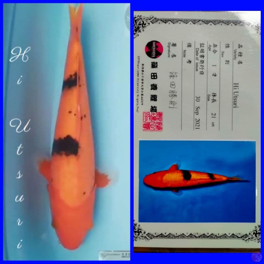 Hi Itsuri 32cm Import SHINODA