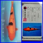 Hi Itsuri 32cm Import SHINODA
