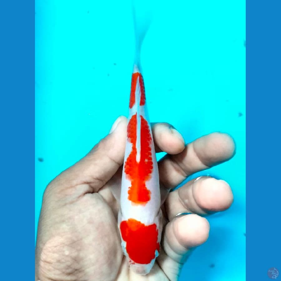 KOHAKU ™ 13CM-M