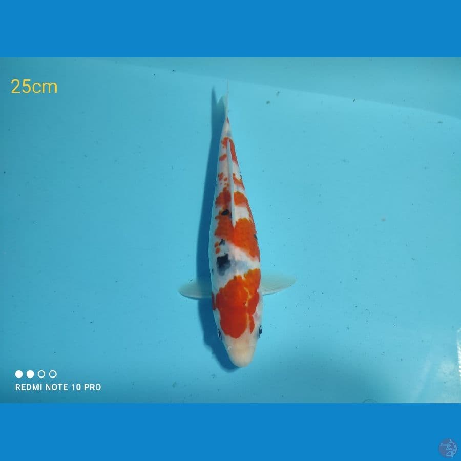 Sanke 25 Cm