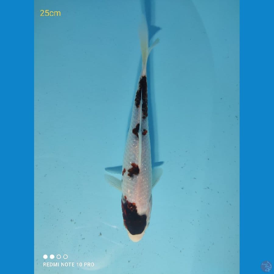 GOROMO 25CM
