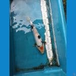 TANCHO SHOWA DOITSU 30CM
