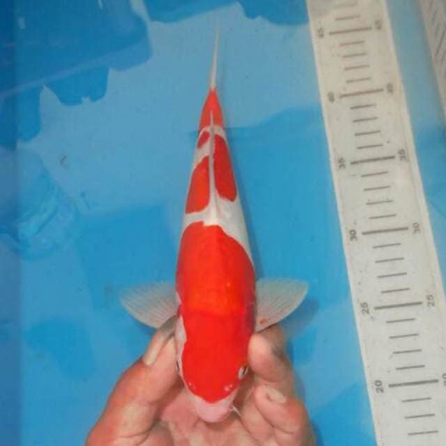KOHAKU 