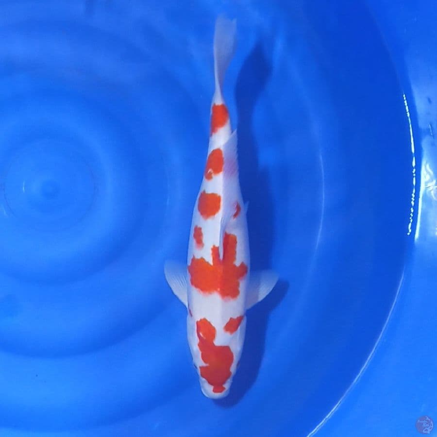 kohaku hq