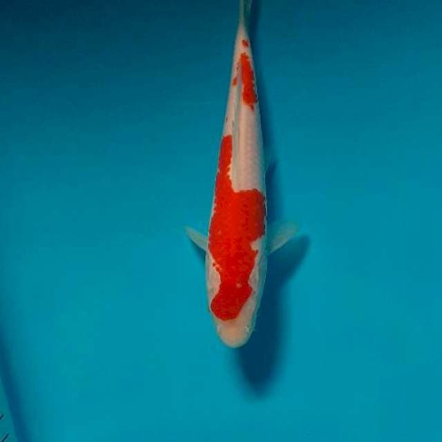 Kohaku 19cm