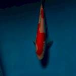 Kohaku 19cm