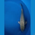 SORAGOI GINRIN 35 cm