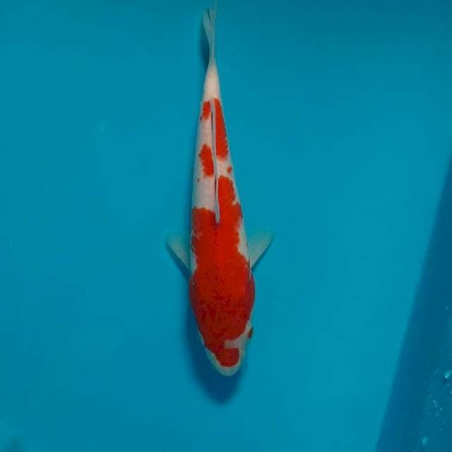 Kohaku