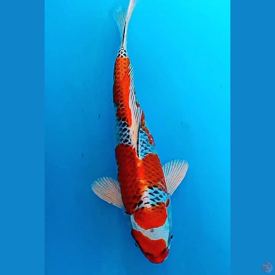 HQ kujaku male 27 cm