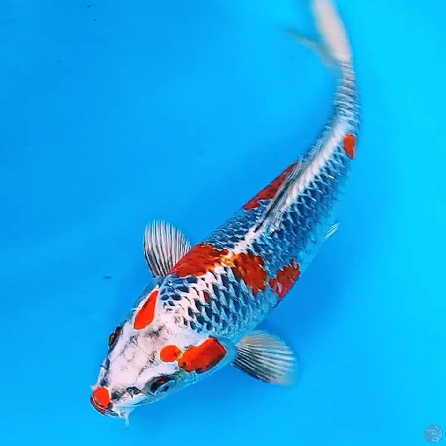kujaku kogane male 26 cm