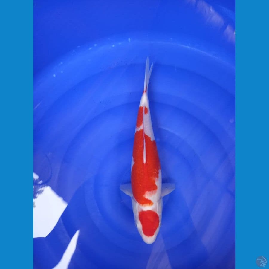 maruten kohaku