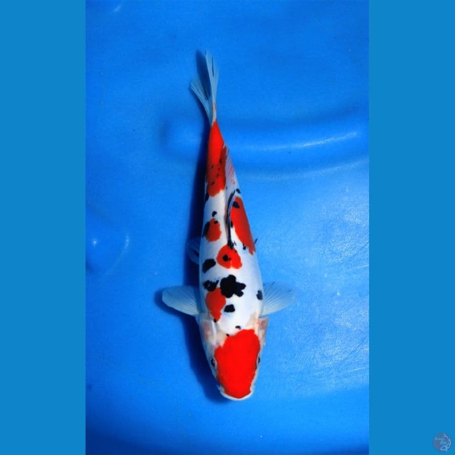 Doitsu Sanke 25cm