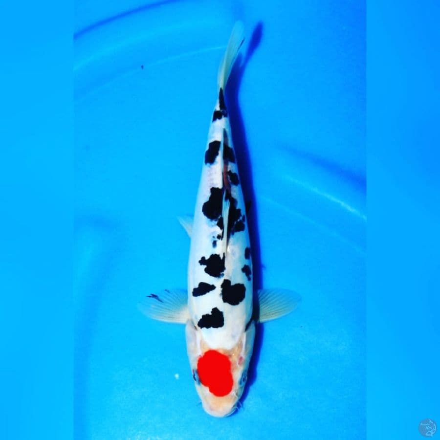Tancho Doitsu Sanke 23cm