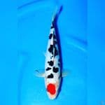 Tancho Doitsu Sanke 23cm