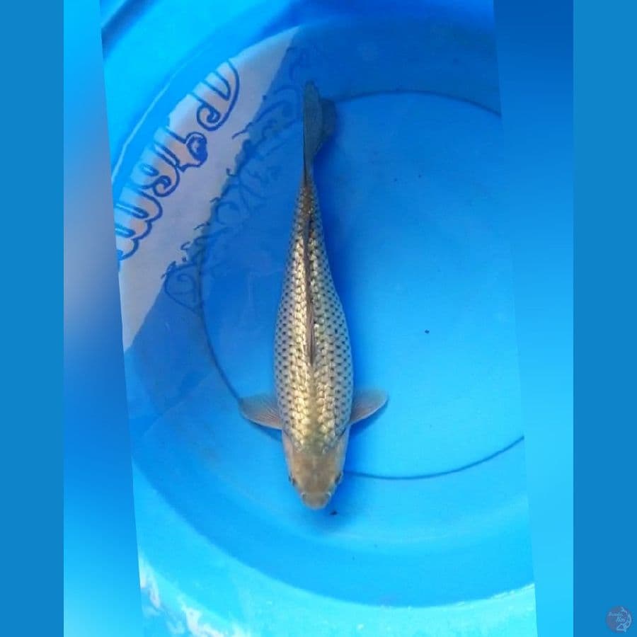 Soragoi ginrin punuk 37 cm fm