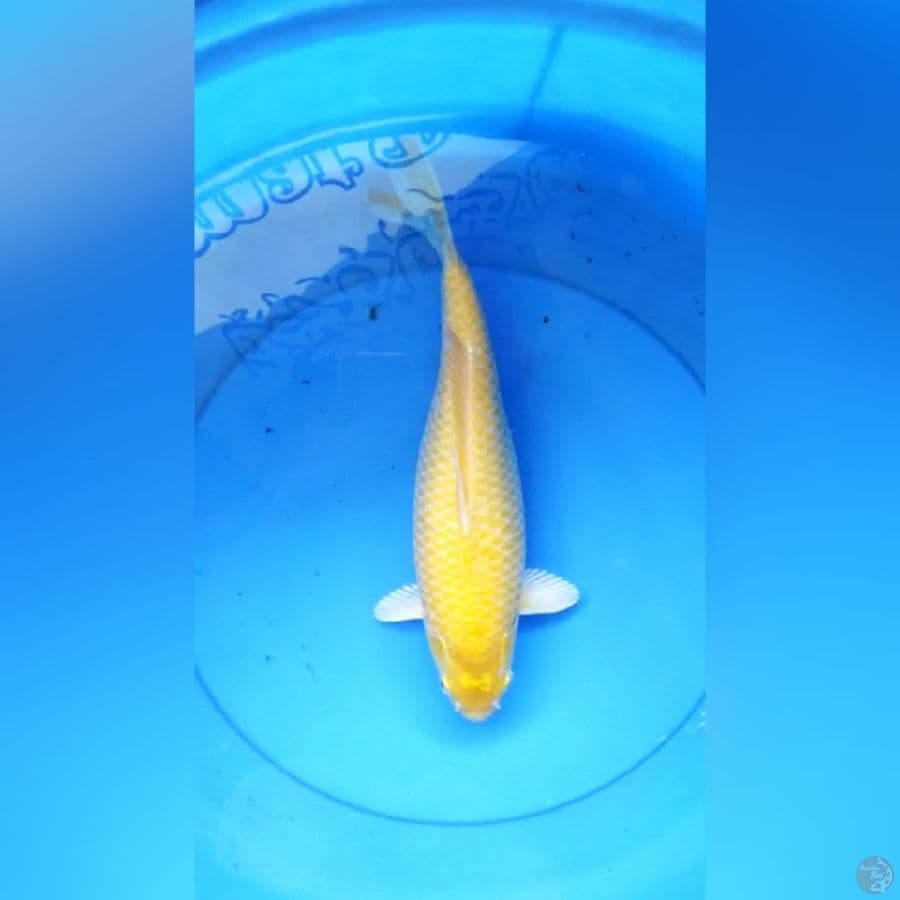 Karashi punuk mata hitam 36 cm fm