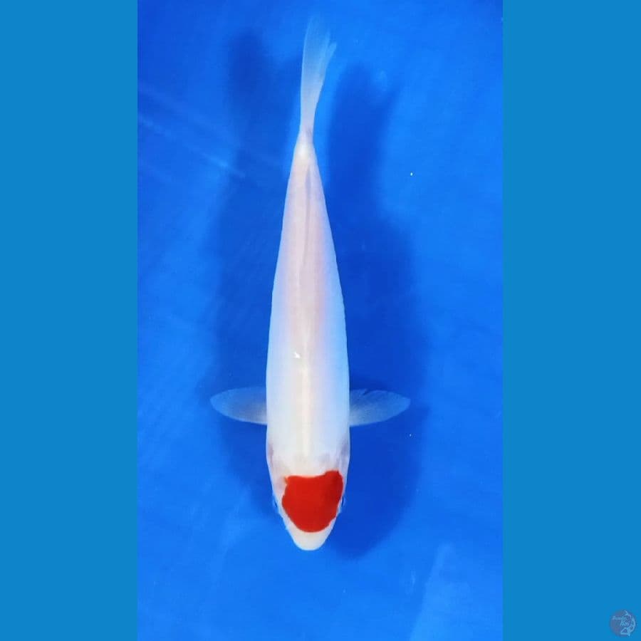 Tancho kohaku doitsu 20cm